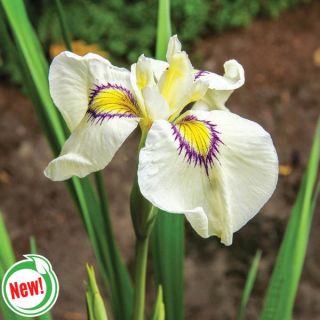 Cats Eye Iris Thumbnail